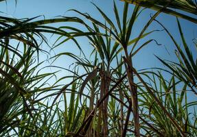 blad van suikerriet in wind in boerderij foto