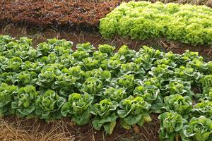 biologisch en niet giftig groente groeit Aan bodem. groente salade boerderij met mooi kleuren, schoon, vers en veilig. biologisch landbouw concept. gezond voedsel foto