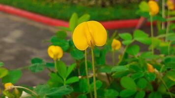 dichtbij omhoog van geel bloemen groeit in de tuin foto