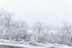 mistig landschap met sneeuw, sneeuw gedekt bomen, verkoudheid winter landschap foto