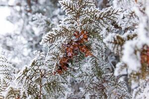 mistig landschap met sneeuw, sneeuw gedekt bomen, verkoudheid winter landschap foto