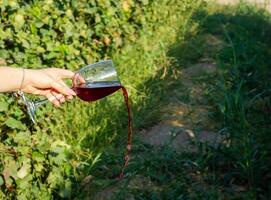 een hand- Holding glas van wijn in wijngaard foto