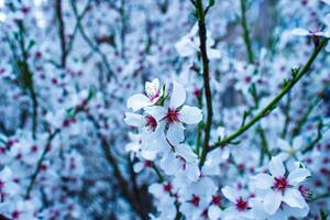 kers bloesem in lente, wit bloemen Aan de voorjaar boom foto