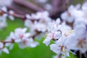 bloemen in de lente foto