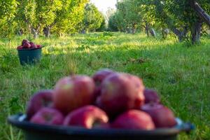 stapel van rood appels in de tuin foto