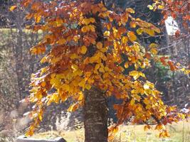 een boom met geel bladeren en een bank foto