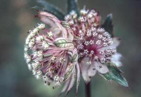 een dichtbij omhoog van een bloem met wit en roze bloemblaadjes foto