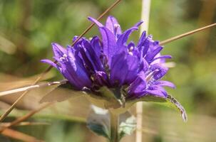 een Purper bloem met groen bladeren in de gras foto