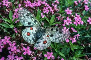 een wit en zwart vlinder is zittend Aan sommige roze bloemen foto