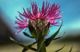 een Purper bloem met een blauw lucht in de achtergrond foto