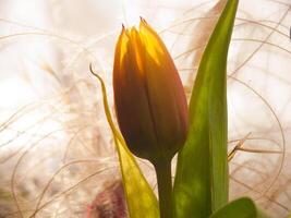 een single oranje bloem in een vaas van gras foto