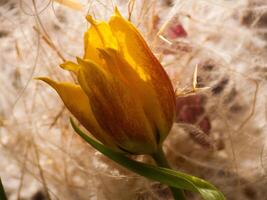 een geel bloem is in een stapel van rietje foto