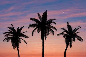 silhouet van palm bomen tegen een levendig zonsondergang lucht foto