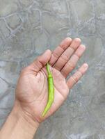 hand- Holding groen pepers met een muur in de achtergrond foto
