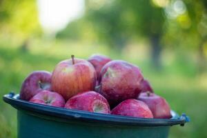 stapel van rood appels in de tuin foto