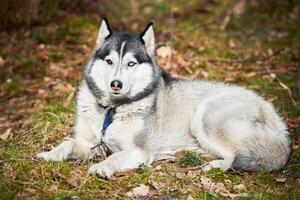 Siberisch schor hond aan het liegen Aan Woud gras, vol grootte resting schor hond portret met blauw bruin ogen foto