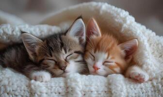 ai gegenereerd schattig weinig kittens slapen samen Aan zacht plaid, detailopname foto