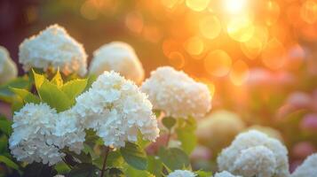 ai gegenereerd bloeiend wit bloemen in natuurlijk tuin en zonsopkomst in voorjaar seizoen kopiëren ruimte foto