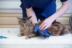 dierenarts kammen de Maine wasbeer kat met handschoenen, biedt uiterlijke verzorging en regelmatig zorg voor rasecht huisdieren foto