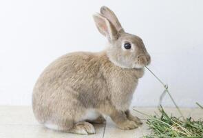 portret van een pluizig beige konijn aan het eten gras, huisdier, schattig dier, Pasen konijn foto