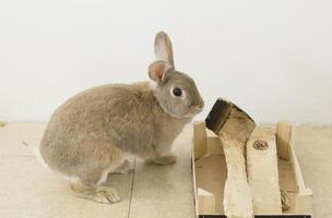 portret van een pluizig beige konijn, knaagt aan Aan een houten doos, verscherpt tanden, huisdier, foto