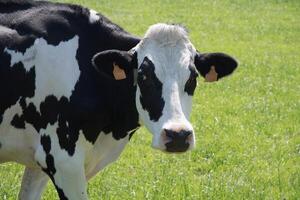 zwart en wit koeien grazen in een weide Aan een zonnig zomer dag, eten groen gras foto