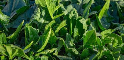 spinazie groeit in de tuin, buitenshuis voor een gezond eetpatroon foto