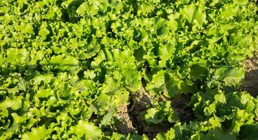 sla groeit in de tuin, buitenshuis voor een gezond eetpatroon foto