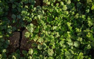 koriander groeit in de tuin, buitenshuis voor een gezond eetpatroon foto