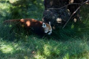 rood panda ailurus fulgens in een park foto