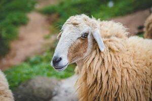 schapen in de boerderij, Thailand. selectief focus Aan schapen. foto