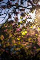 kers bloesem boom in voorjaar met zon stralen en lens gloed foto