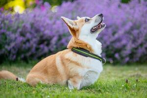 pembroke welsh corgi hond zittend Aan de gras foto