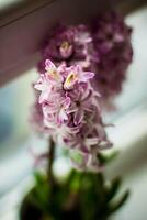 roze hyacinten in een vaas Aan de vensterbank foto
