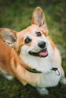 schattig welsh corgi pembroke hond in de park foto