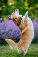 rood driekleur welsh corgi hond rennen in de tuin foto