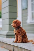 schattig rood poedel hond zittend Aan de stappen van de huis foto