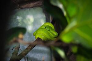 groen slang Aan een boom Afdeling in de regenwoud van costa rica foto