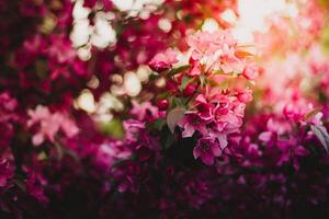 mooi roze kers bloesems in de tuin. voorjaar landschap. foto