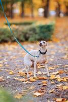 portret van een wit hond Aan een riem in de herfst park foto