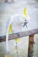 kaketoe in de park, Thailand. cacatua galerita foto