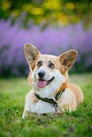 welsh corgi pembroke aan het liegen Aan de gras foto