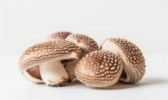 ai gegenereerd shiitake champignons Aan een wit achtergrond. shiitake champignons foto