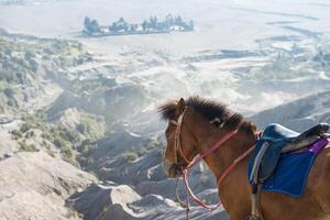 een paard voor toerist huur in bromo vulkaan Oppervlakte in Java, Indonesië. foto