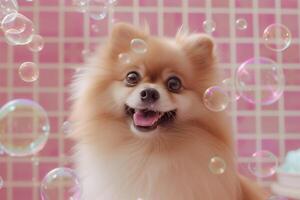 ai gegenereerd pomereniaan hond met veel zeep bubbels vliegend in de omgeving van, roze badkamer tegel achtergrond, huisdier uiterlijke verzorging bedrijf foto