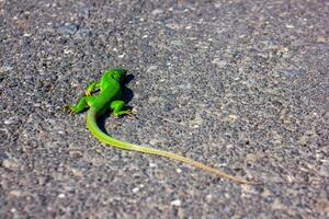 groen lang hagedis Aan de grond foto