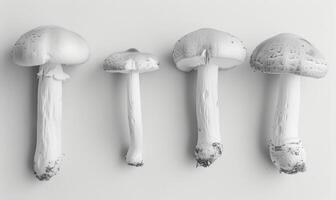 ai gegenereerd monochroom foto van champignons Aan wit achtergrond.
