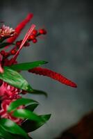 detailopname van rood bloem met groen bladeren foto