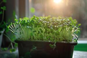 ai gegenereerd binnen- microgroen tuin met doeltreffend verlichting met ai gegenereerd. foto