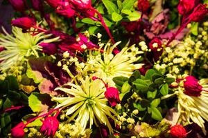 boeket van mooi hoor kleurrijk bloemen in de tuin foto